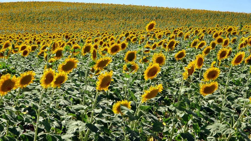 O kentle özdeşleşti: Yüzlerce aile için gelir kapısı! Yurt dışına da ihraç ediliyor 5